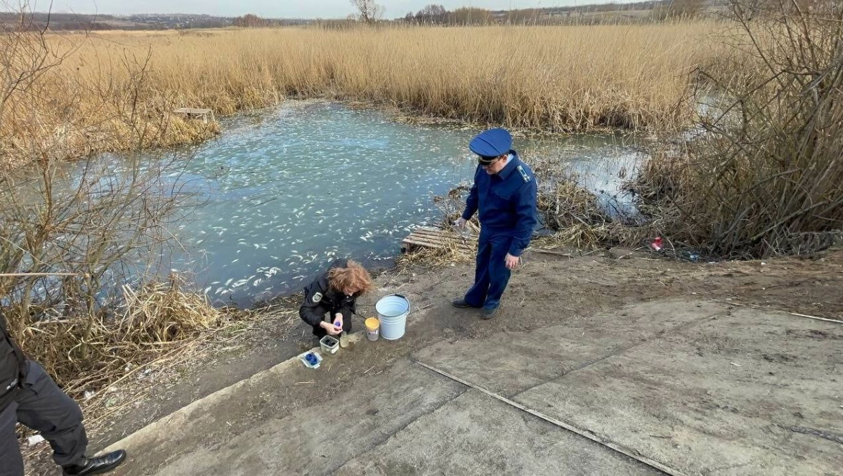 Прокуратура выясняет причины массовой гибели рыбы в реке под Белгородом