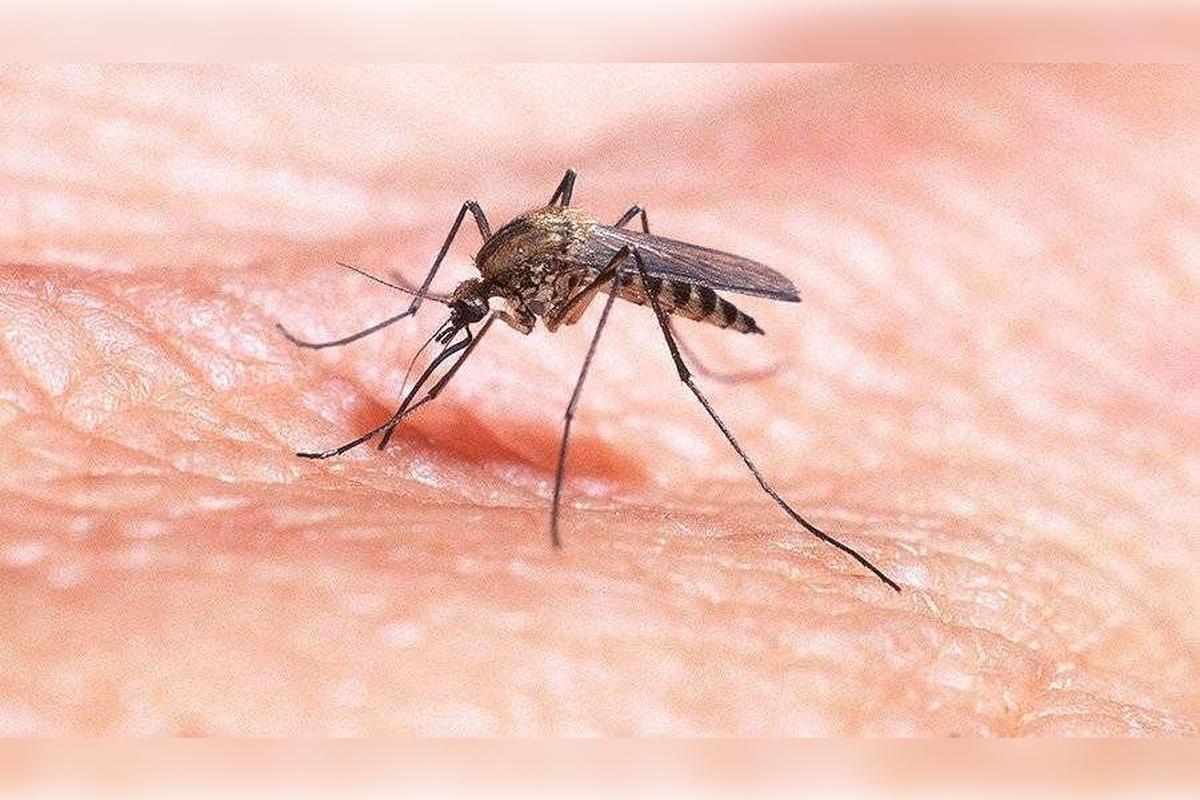 В Китае зафиксировали вспышку лихорадки чикунгунья, передаваемую комарами