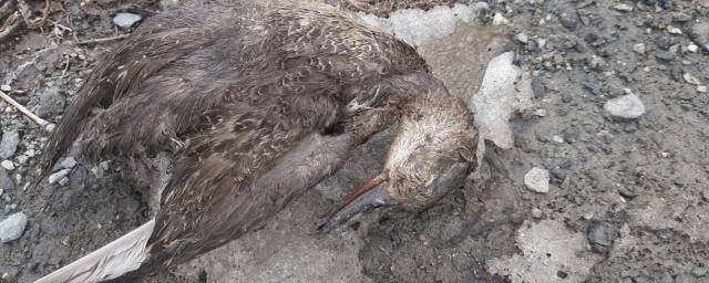 Пять мёртвых уток обнаружили у торгового центра Южно-Сахалинска