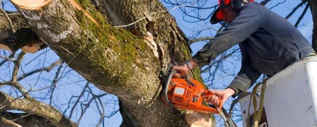 Мэр Белгорода выступил за вырубку больных каштанов