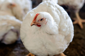 На Дону выявлено мясо цыплят-бройлеров с антибиотиков от паразитов