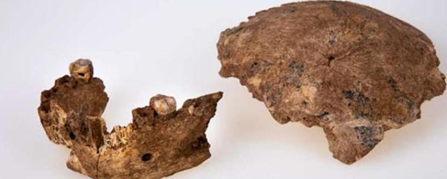 Ученые обнаружили в Израиле новый вид древнего человека