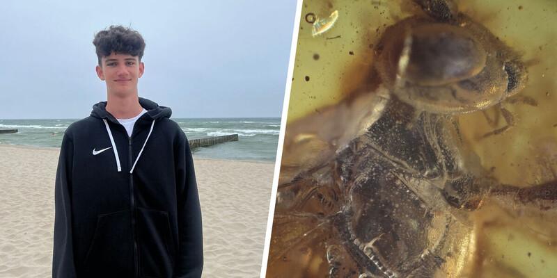 Подросток из Балтийска нашёл на побережье янтарь с осой внутри, обитавшей более 40 млн лет назад