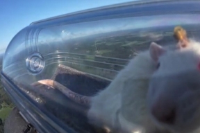 Российские ученые вживили крысам нейроинтефейс и запустили в стратосферу