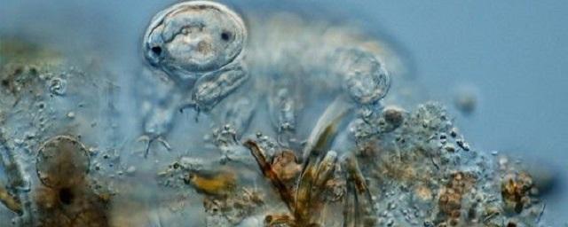 Ученые исследовали бактерии в горячих источниках Чукотки