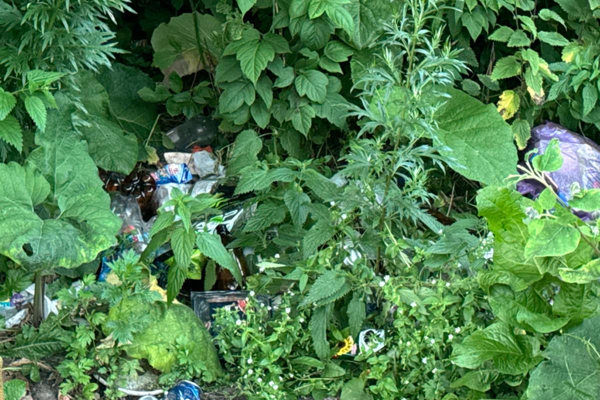 Рейд показал отношение отдыхающих в Туле к природе