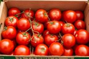 В Китае вывели томат с ароматом, похожим на попкорн