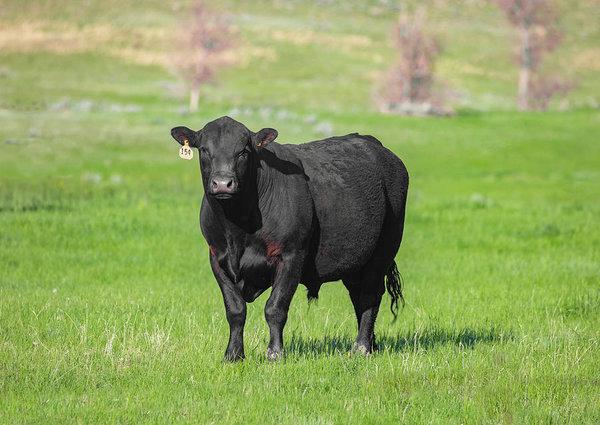 В Канаде продали черную корову за $106 тысяч