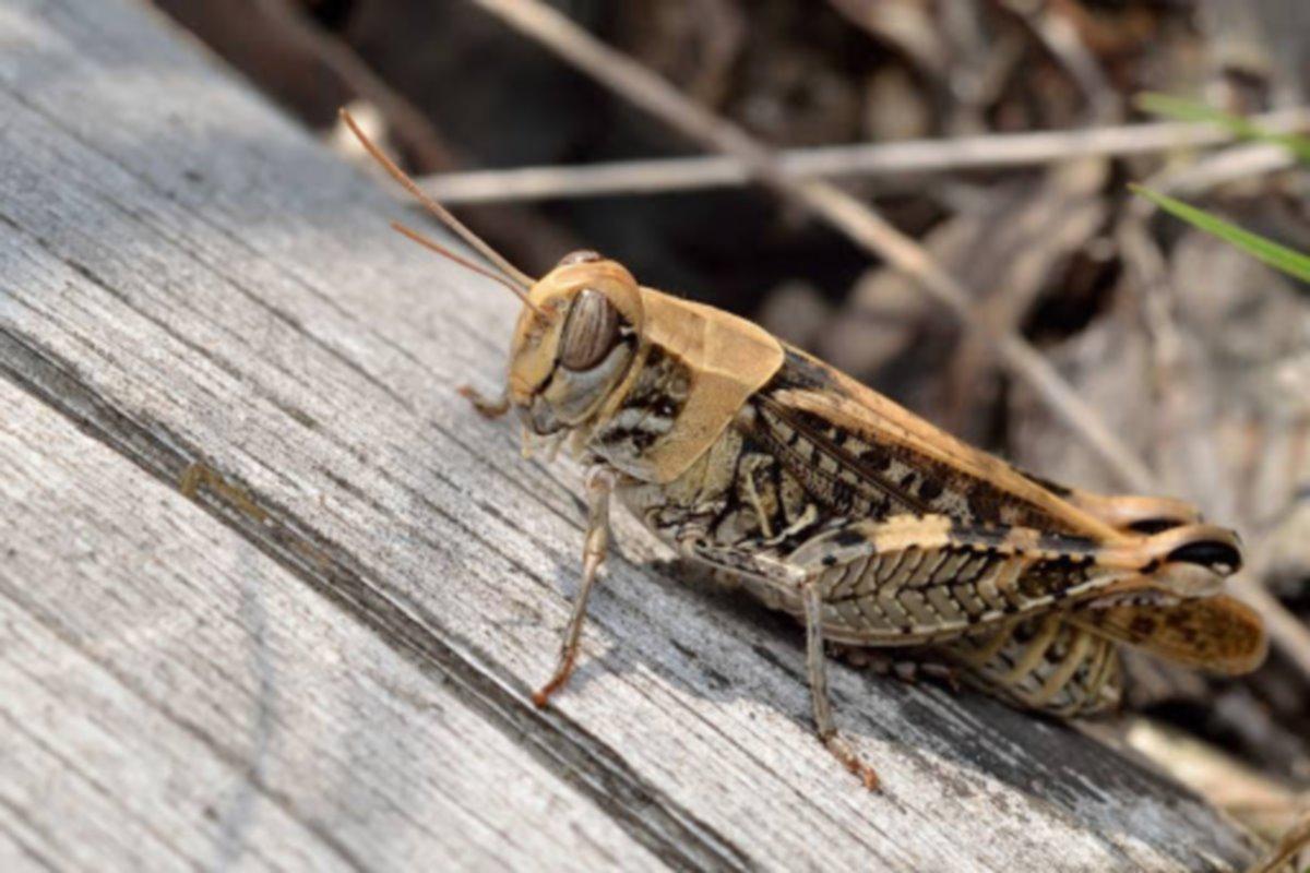 В Оренбугской области итальянская саранча напомнила о себе первыми личинками