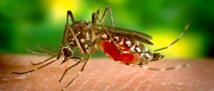 Укусы сибирских комаров начали вызывать тяжелую аллергию
