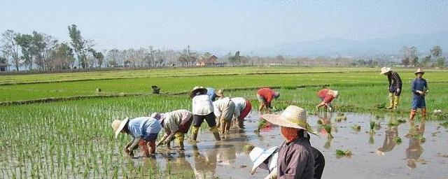 Агрономы Китая установили новый рекорд в области повышения урожайности риса