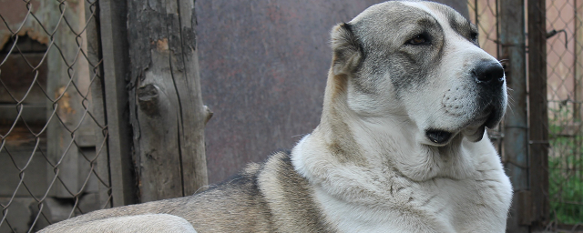 В Улан-Удэ алабай в ошейнике напал на шестерых школьников