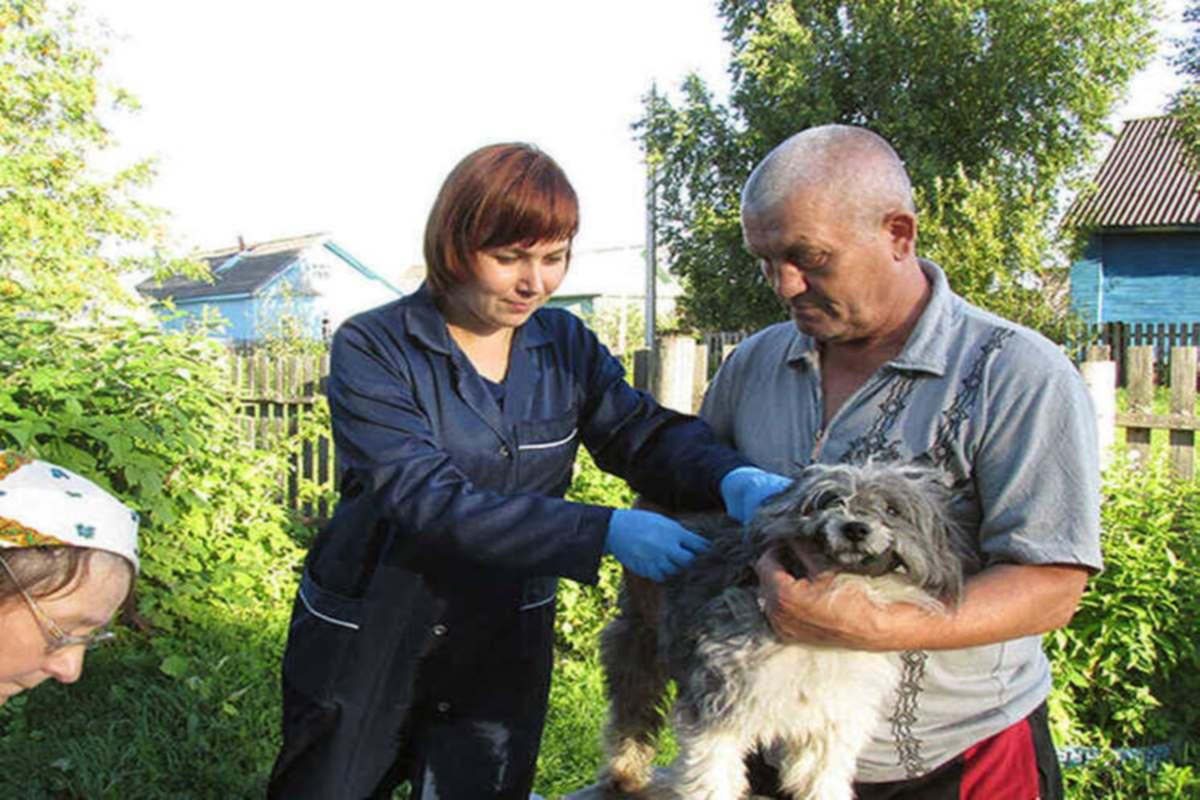 В Вологодской области успешно завершают компанию по вакцинации домашних питомцев от бешенства