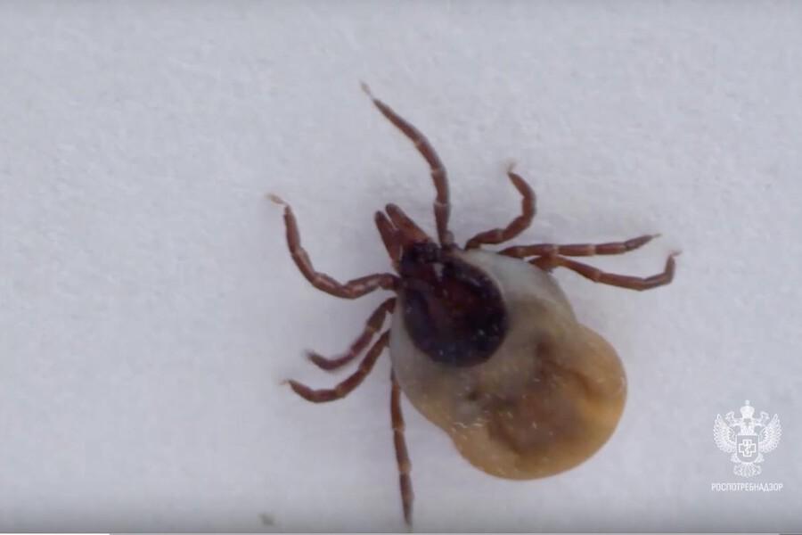 Сезон клещей продлился в Марий Эл: 76 пострадавших за неделю