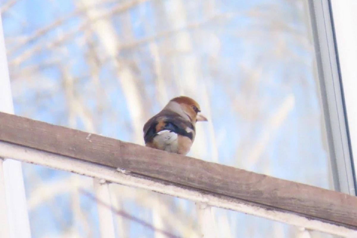 В новосибирском Академгородке заметили дубоносов, отличающихся скрытностью