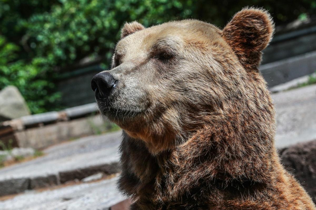 В Японии за неделю от лап медведей погибли три человека