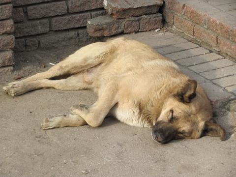 В Нижнем Новгороде не будут выпускать после отлова бездомных животных на пляжи и вокзалы