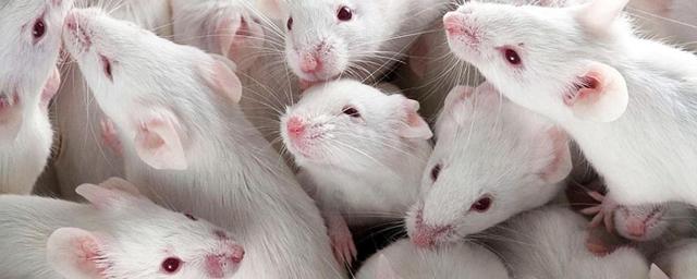 В Университете Кюсю получили потомство от двух мышей мужского рода