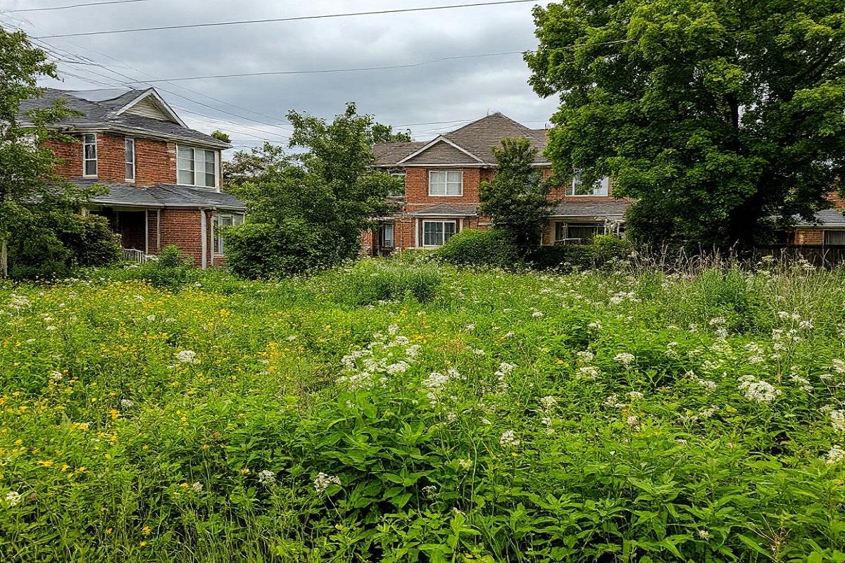 Земля ушла с молотка: как сорняки лишили дачника гектаров