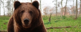 В Магаданской области автомобилистов попросили не подкармливать медведей на трассах