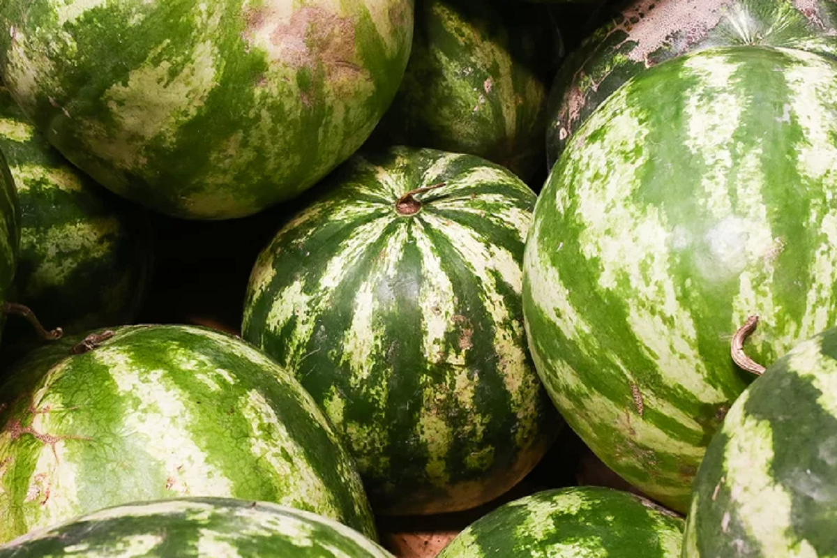 Красноярский край нарастил импорт арбузов