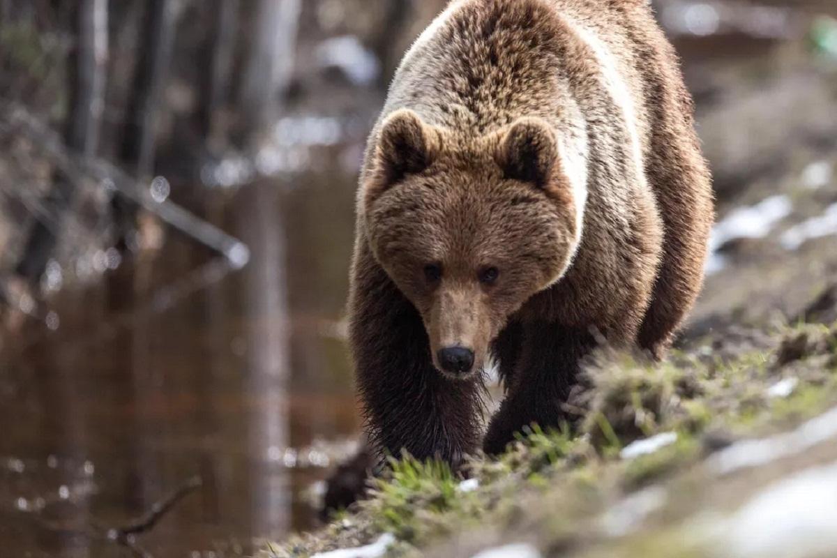 На горе Ветлан в Пермском крае заметили медведя