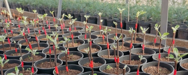 Ивантеевский лесопитомник к началу весеннего сезона вырастит тысячу саженцев яблони