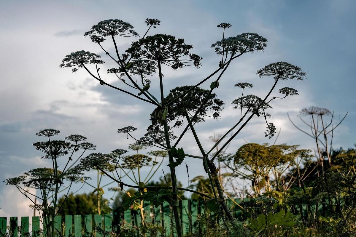 В Россельхознадзоре пообещали искоренить борщевик до конца 2025 года