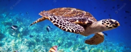 Университет Дикина: морские черепахи плохо определяют нужное им направление