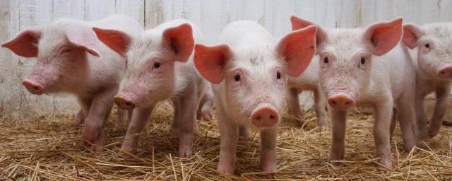 На хабаровском предприятии из-за долгов погибли 24 тысячи свиней