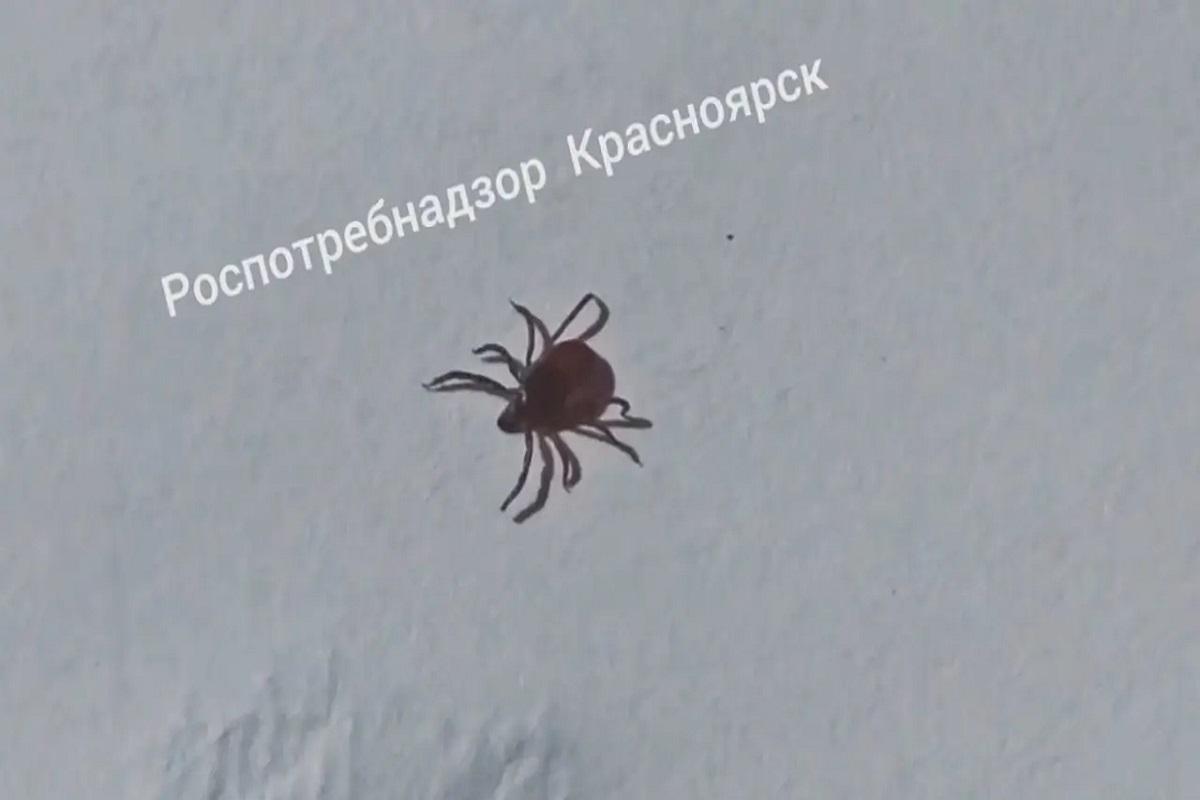 Дожди привели к резкому снижению активности клещей в Красноярском крае