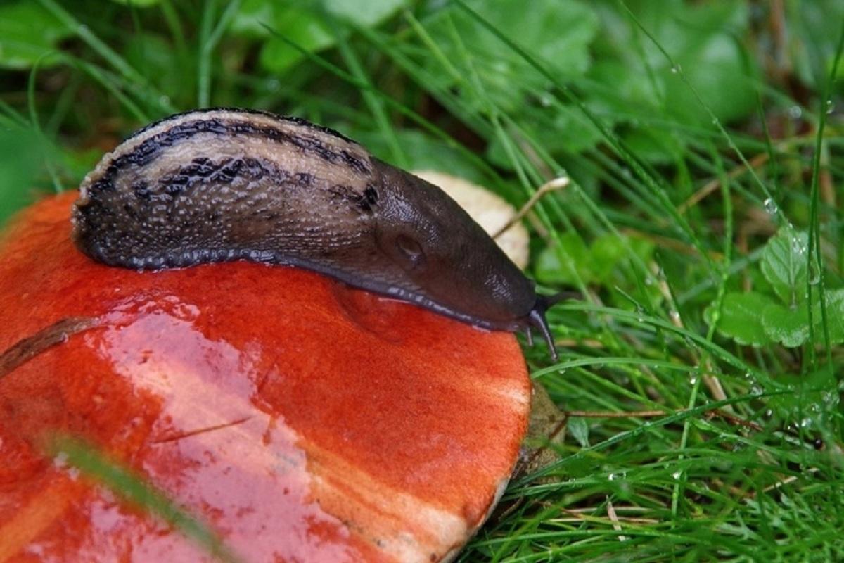 Редкого Черного слизня обнаружили в Подмосковье