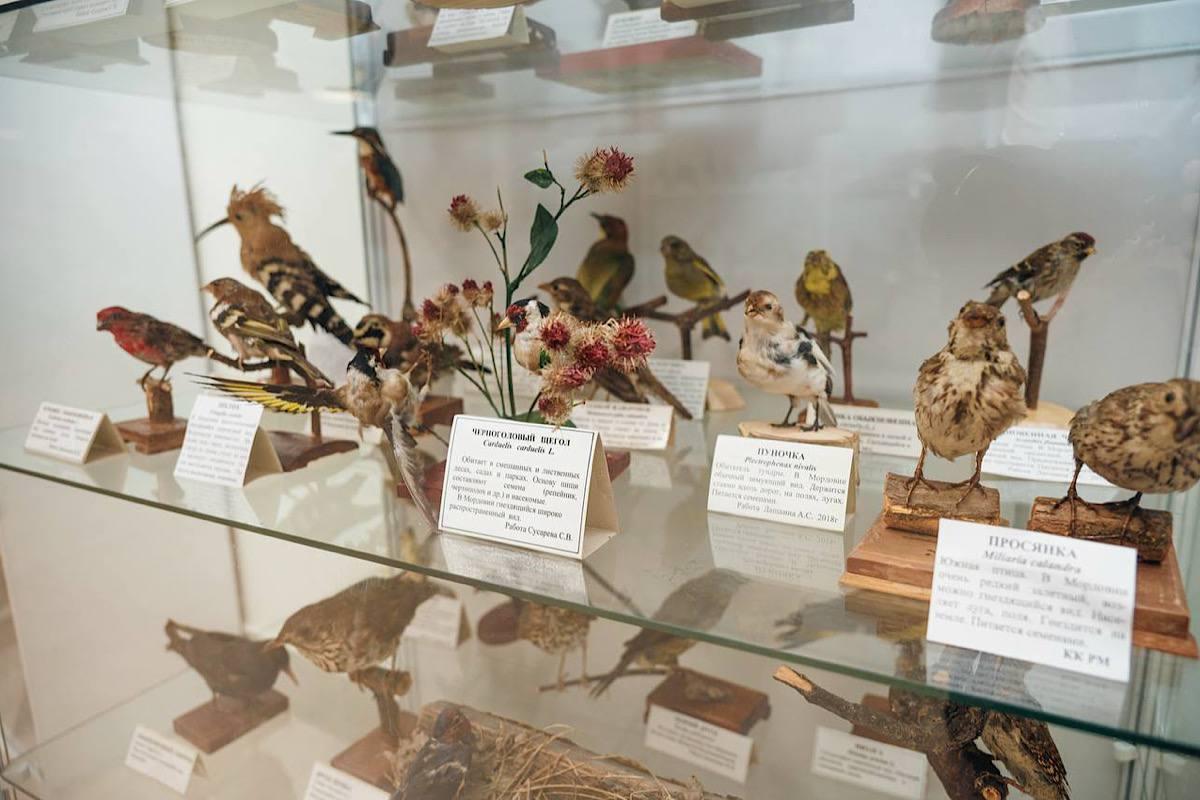 Саранск готовится представить новый Зоологический музей