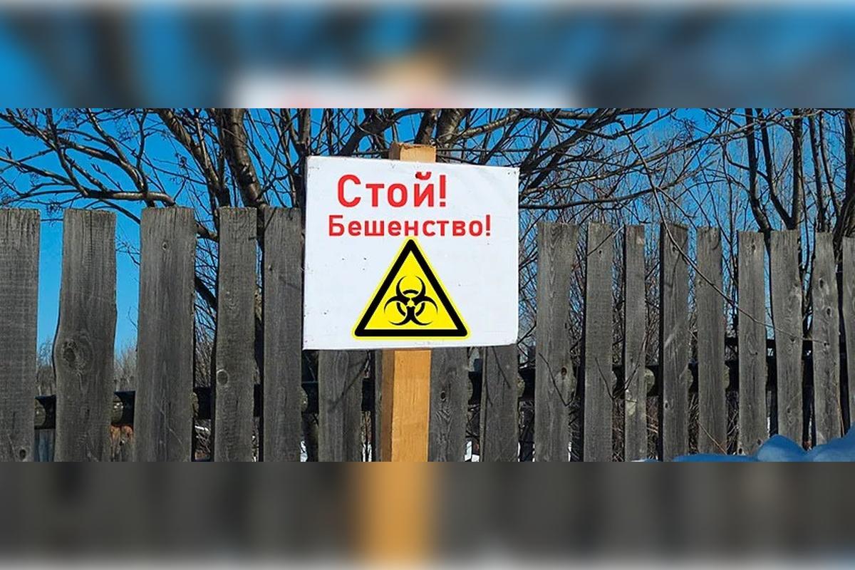 В воронежской деревне Тагайка вновь обнаружили бешенство животных