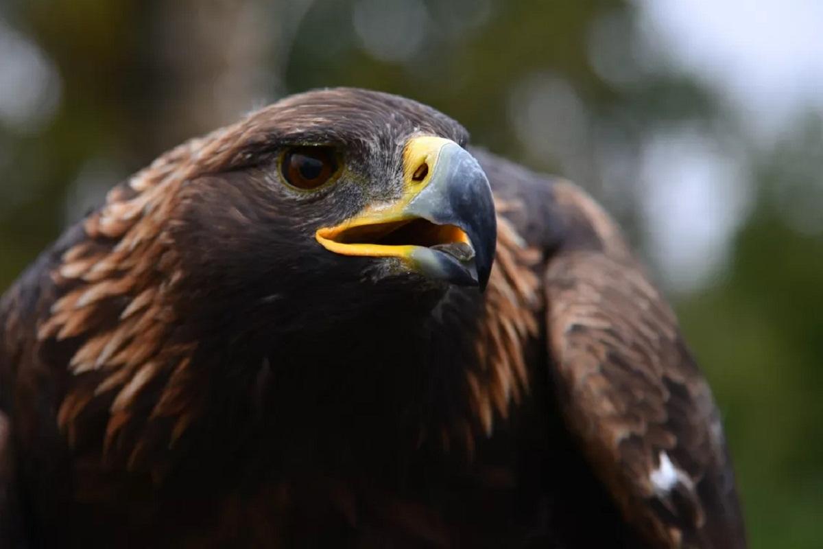 В Перми птицам беркутам помогут с жильем