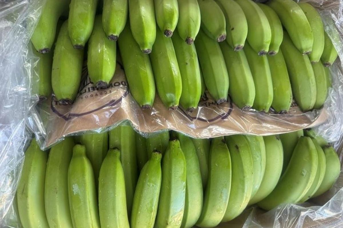 230 тыс тонн замороженных фруктов заблокированы в порту Петербурга