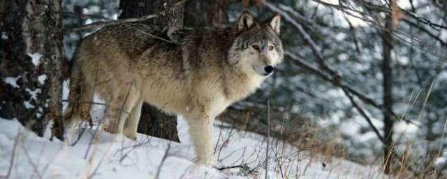 В Нижегородской области в населенных пунктах стали появляться волки