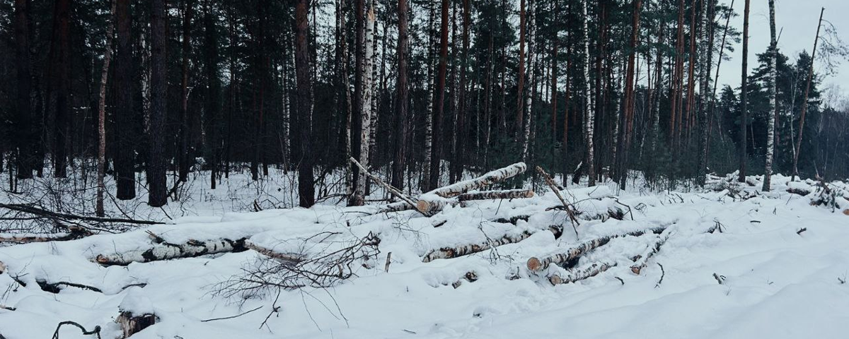 В Раменском г.о. лишили участка арендатора, вырубавшего лес в Игумнове