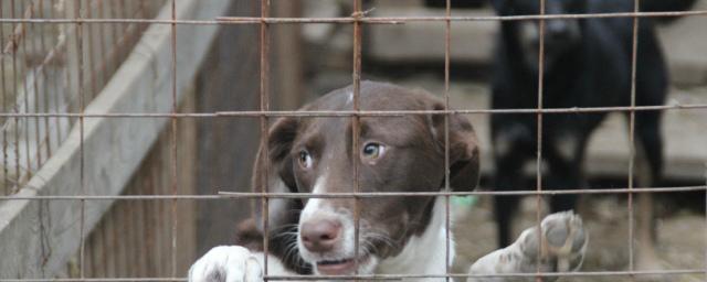 В питомнике «Дорстроя» в Саратове более сотни собак могут погибнуть от голода