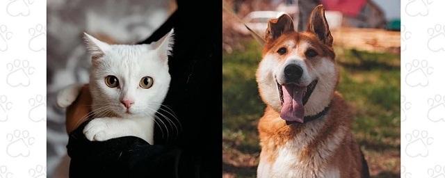 25 июня в Петрозаводске состоится выставка-пристройство бездомных кошек и собак