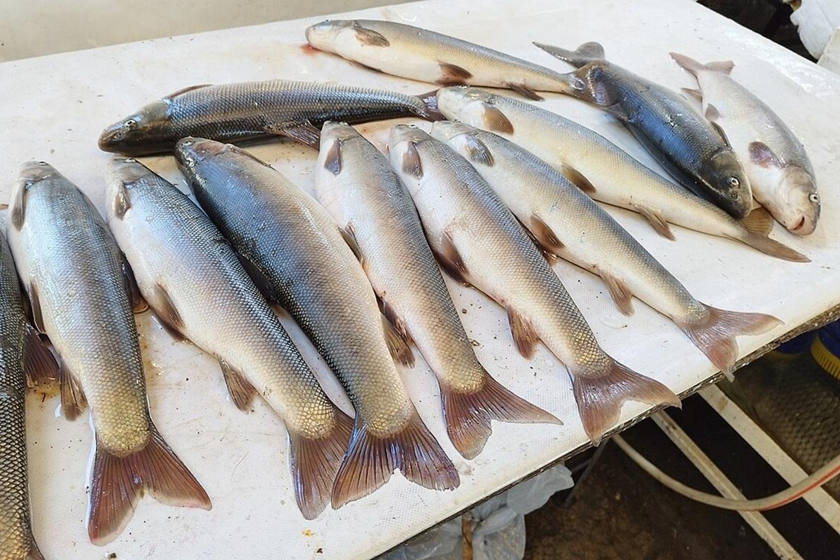 Мурманская область возглавила рейтинг поставщиков рыбы на московские ярмарки