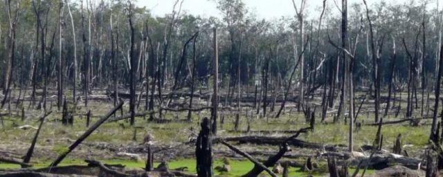 Деревья на заболоченных территориях являются крупнейшим источником выбросов метана