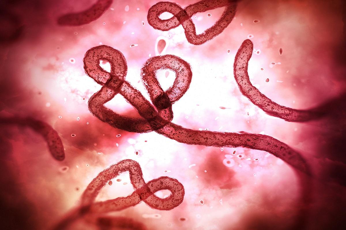 Ученые открыли новый механизм размножения вируса Эбола