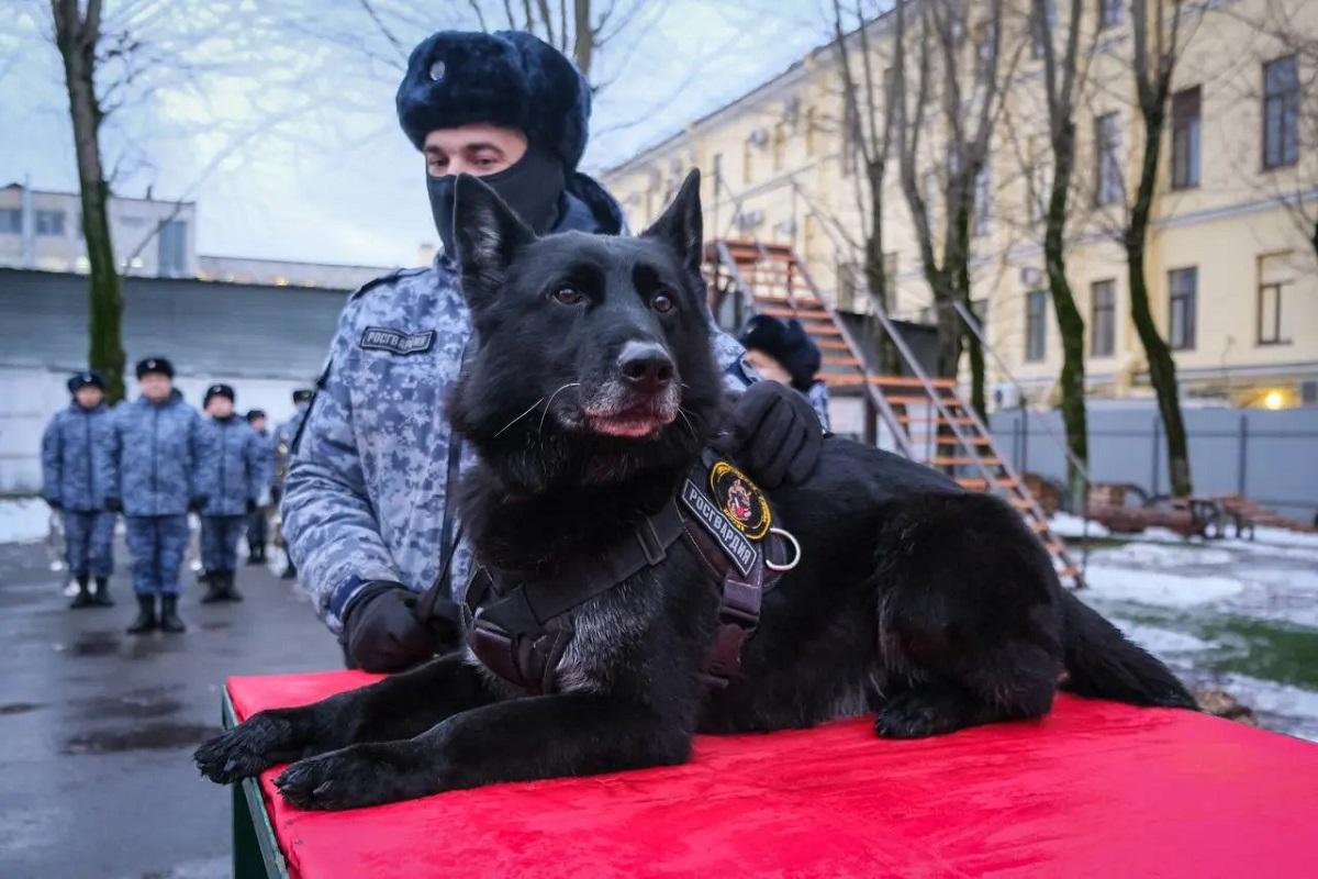 Новой медалью Росгвардии наградили служебного пса Маджара в Петербурге