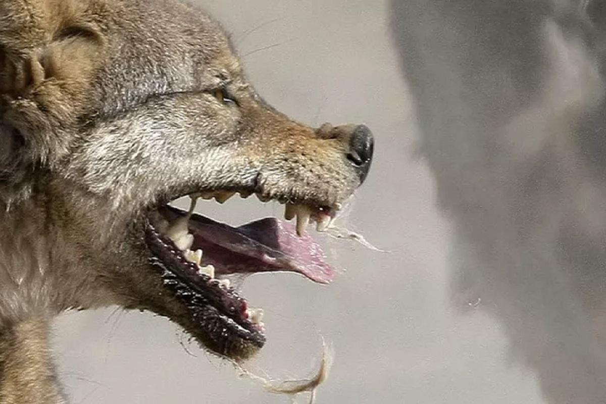 В Тверской области выявлен очаг бешенства