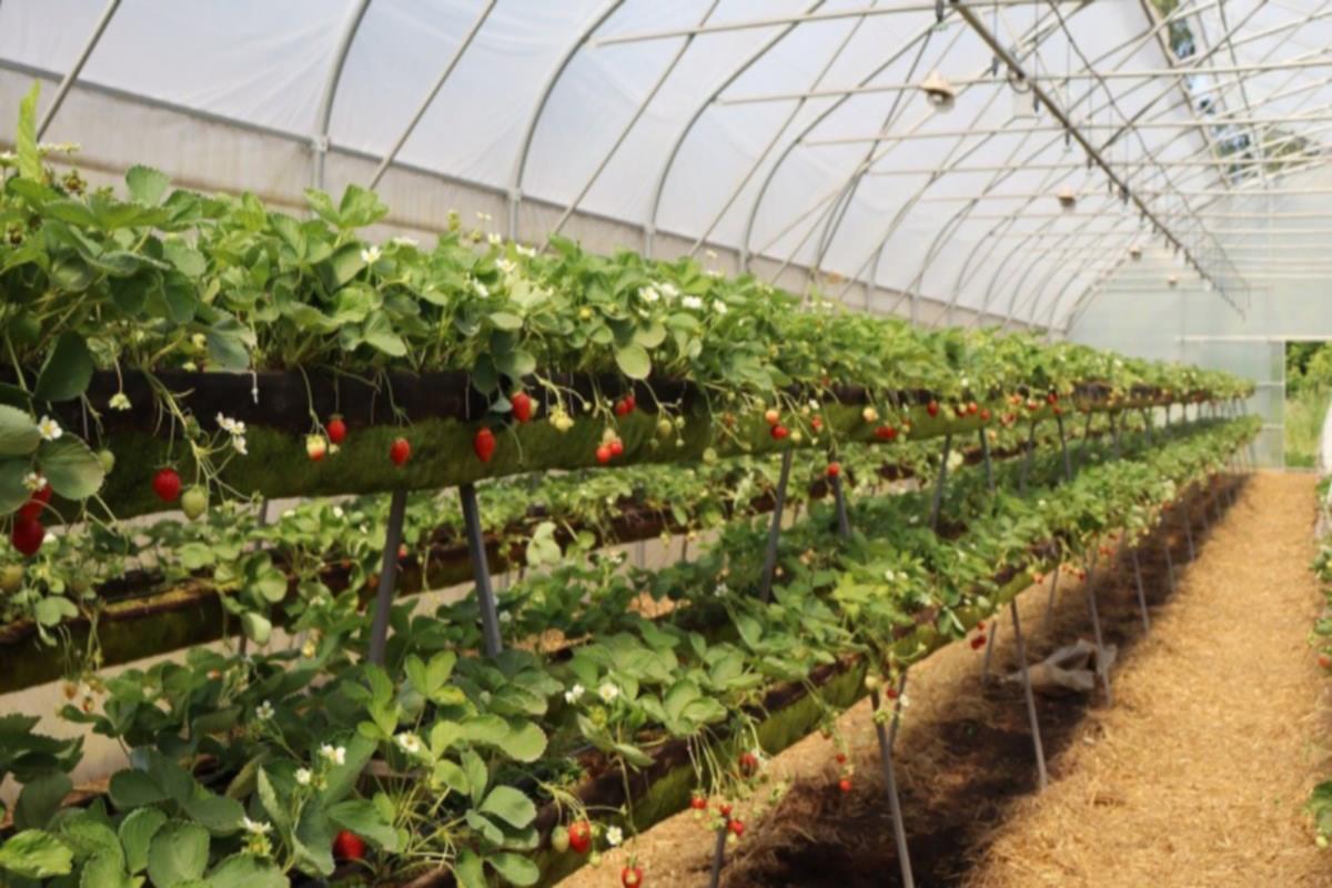 Жительницы Костромской области одержали победу в конкурсе Минсельхоза России «Женщины в АПК»