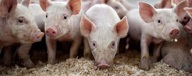 Из-за вируса АЧС в Приамурье ликвидировано около семи тысяч свиней