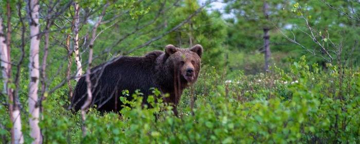 На газовом месторождении в Якутии произошло нападение медведя на рабочих