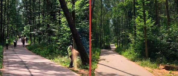 В Красногорском лесопарке ликвидировали аварийное дерево