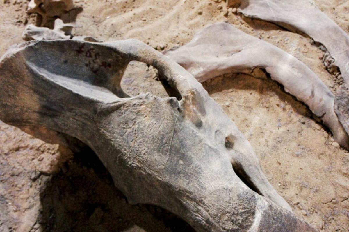 В Китае палеонтологи обнаружили окаменелости нового вида динозавра